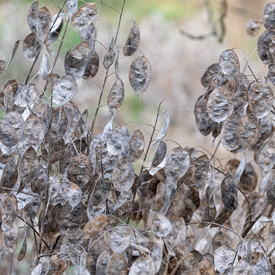 Monnaie du pape (Lunaria annua)