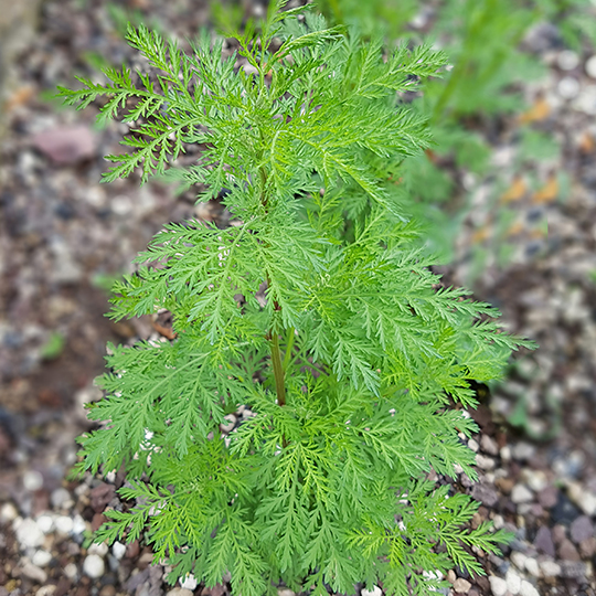 Annual wormwood (Artemisia annua)