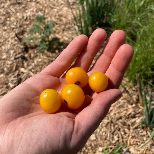 Orange Hat dwarf Tomato (Solanum lycopersicum)