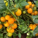 Orange Hat dwarf Tomato (Solanum lycopersicum)