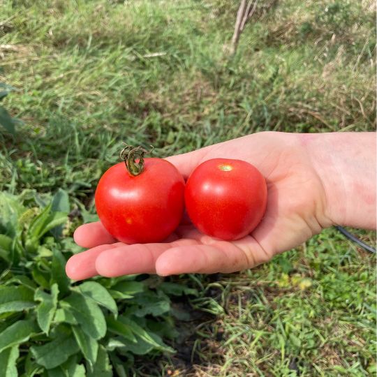 Longkeeper tomato (Solanum lycopersicum)