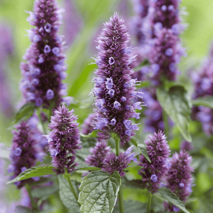 Agastache fenouil (Agastache foeniculum)﻿