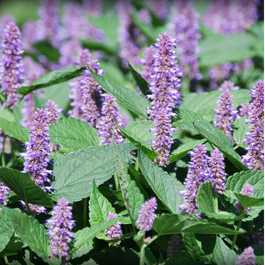 Agastache fenouil (Agastache foeniculum)