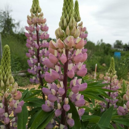 Lupin Rose (Lupinus polyphyllus)