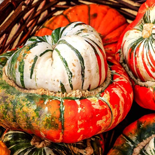 Turk's Turban Squash (Cucurbita maxima)