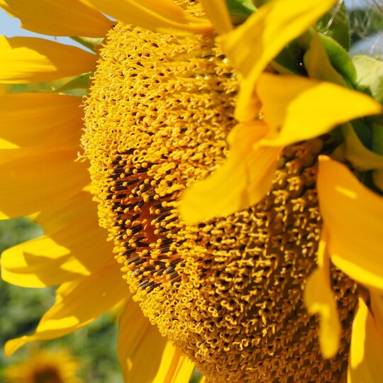 Mammoth Sunflower (Helianthus annuus)