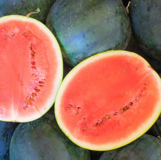 Sugar Baby Watermelon (Citrullus lanatus)