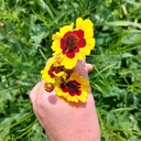 [239] Coréopsis des teinturiers (Coreopsis tinctoria)