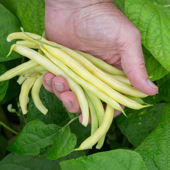 Fresh dwarf bean (Phaseolus vulgaris)