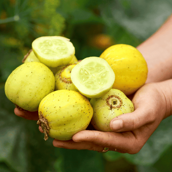 Lemon cucumber (Cucumis sativus)