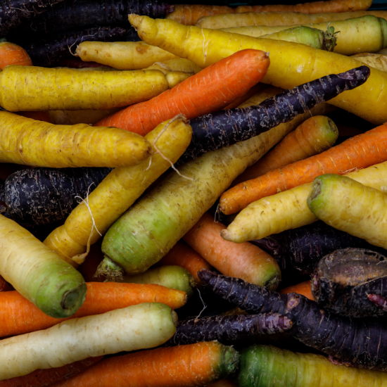 Scarlett Nantes Carrots (Daucus carota var. sativus)