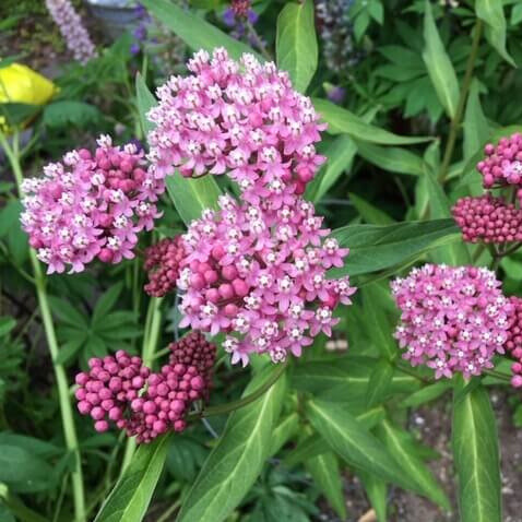 Asclépiade incarnate (Asclepias incarnata)