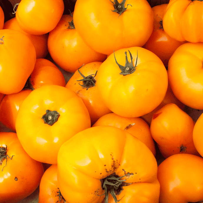 Jubilee Tomato (Solanum lycopersicum)