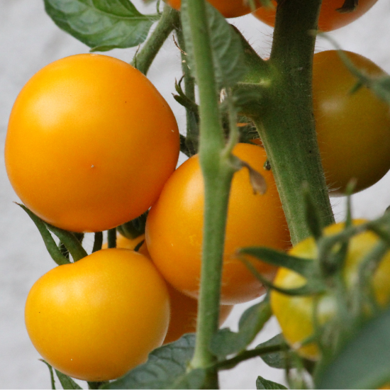 Jubilee Tomato (Solanum lycopersicum)