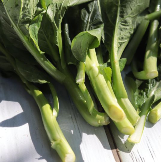 Gai Lan Cabbage (Brassica oleracea var. alboglabra)