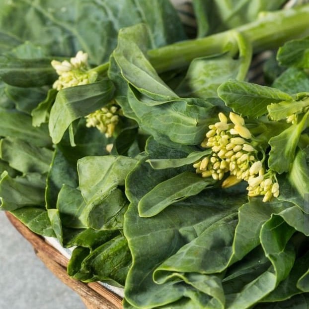 Gai Lan Cabbage (Brassica oleracea var. alboglabra)