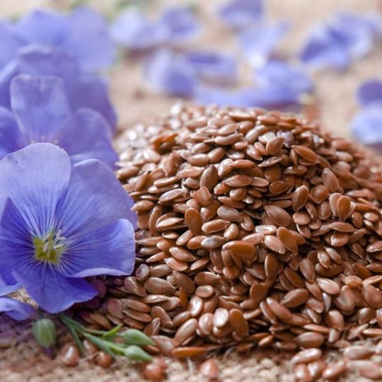 Roumanian flax (Linum usitatissimum)