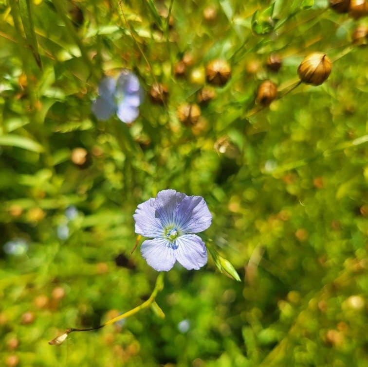 Lin de Norvège (Linum usitatissimum)