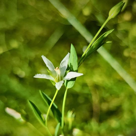 Palestinian flax (Linum usitatissimum)