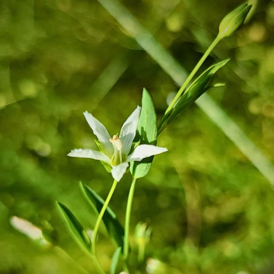 Lin de Palestine (Linum usitatissimum)