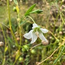 Palestinian flax (Linum usitatissimum)