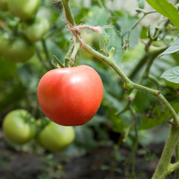 [342] Tomate Iberville (Solanum lycopersicum)