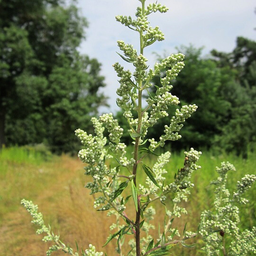 [12-3] Common wormwood (Artemisia vulgaris)