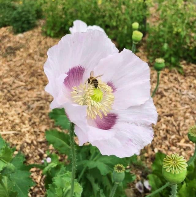 Poppy Elka White (Papever somniferum) | Terre promise