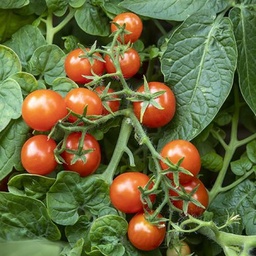 [078] Red Birdie Dwarf Tomato (Solanum lycopersicum)