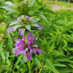 [344] Lemon Bergamot (Monarda citriodora)