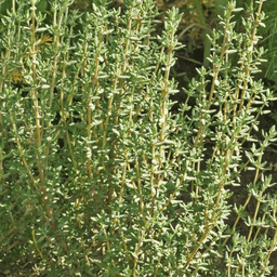[345] Thym d'hiver (Thymus vulgaris)