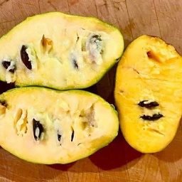 [B-06] Pawpaw / Asiminier trilobé (Asiminia trilobia)