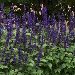 [070] Salvia ''Victoria blue''(Salvia farinacea)