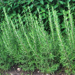 [92] Romarin (Rosmarinus officinalis)