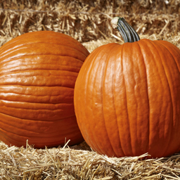 [050] Pumpkin (Cucurbita pepo)