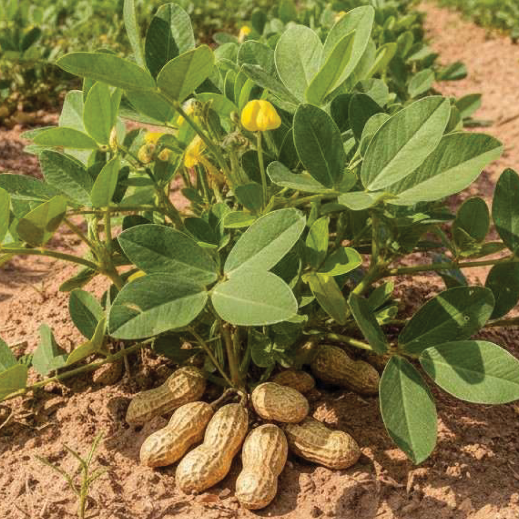 Arachide (Arachis hypogaea) | Terre promise
