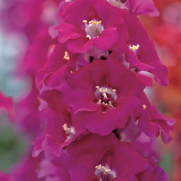 [181] Snapdragon ''Chantilly'' Mix (Antirrhinum)