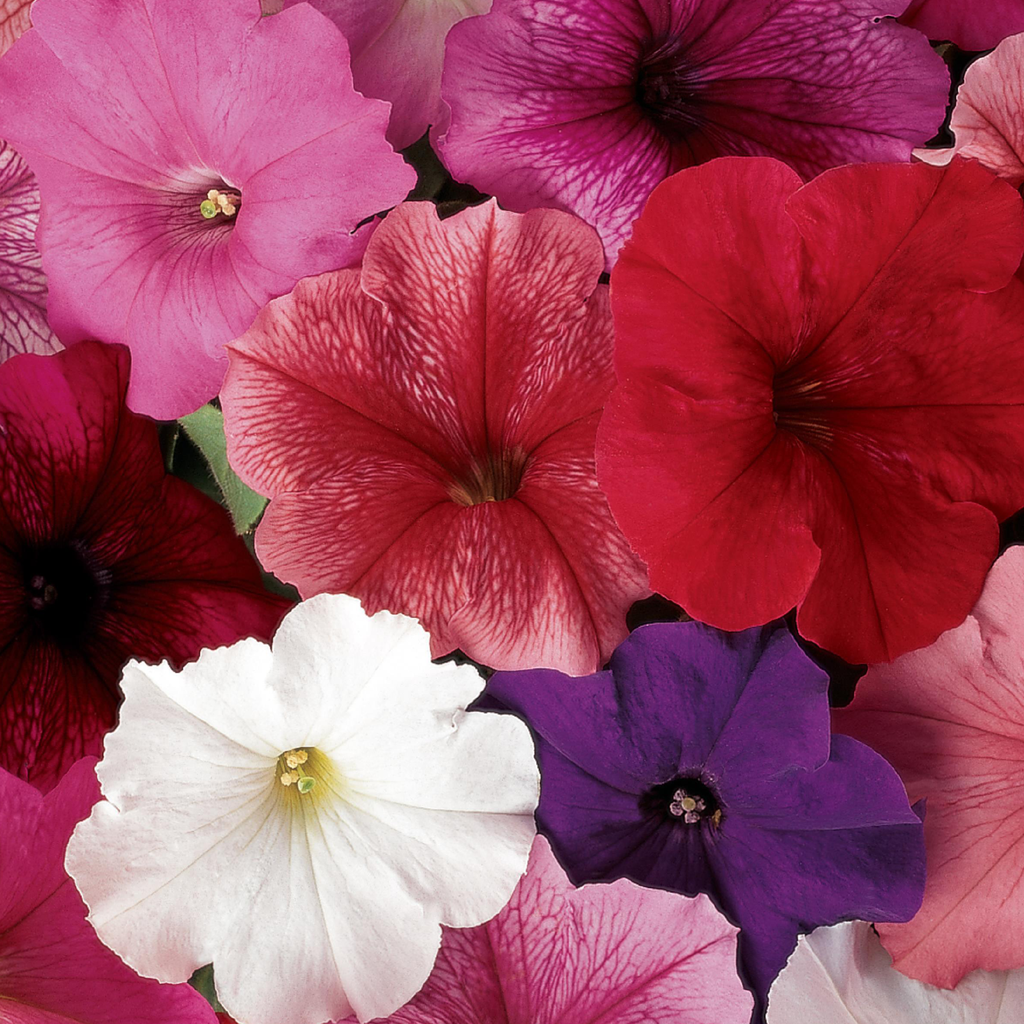 Pétunia ''Madness Mix Merlot'' (Petunia x hybrida) | Terre promise