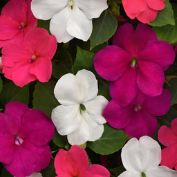 [173-1] Impatiens ''Beacon Mix'' (Impatiens Walleriana)