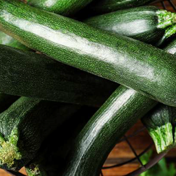 [313] Courgette ''Dark Green'' (Curcubita Pepo)