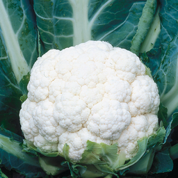 [058-1] Cauliflower (Brassica Oleracea)