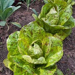[096] Forellenschluss lettuce (Lactuca sativa var, longifolia 'Forellenschluss')