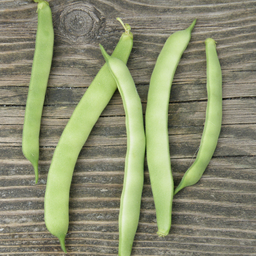 [253] Haricot grimpant Kahnawake Mohawk (Phaseolus vulgaris)