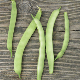 [253] Kahnawake Mohawk Bean (Phaseolus vulgaris)