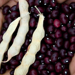 [265] True Red Cranberry bean (Phaseolus vulgaris)