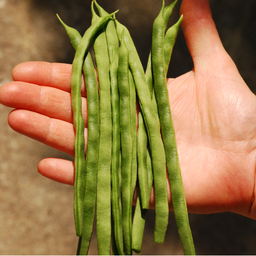 [256] Mennonite bean (Phaseolus vulgaris)
