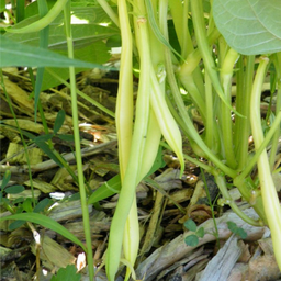 [A4] Haricot Beurre de Rocquencourt ( Phaseolus vulgaris var. nana 'Beurre de Rocquencourt)