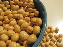 [262] Laliberté broad bean (Phaseolus vulgaris)