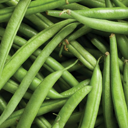[A10] Haricot Dutch Princess (Phaseolus vulgaris var. nana 'Dutch Princess')