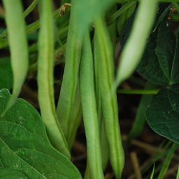 [240] Apache bean (Phaseolus vulgaris)